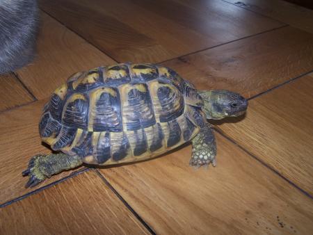 ET VOICI NOTRE TORTUE